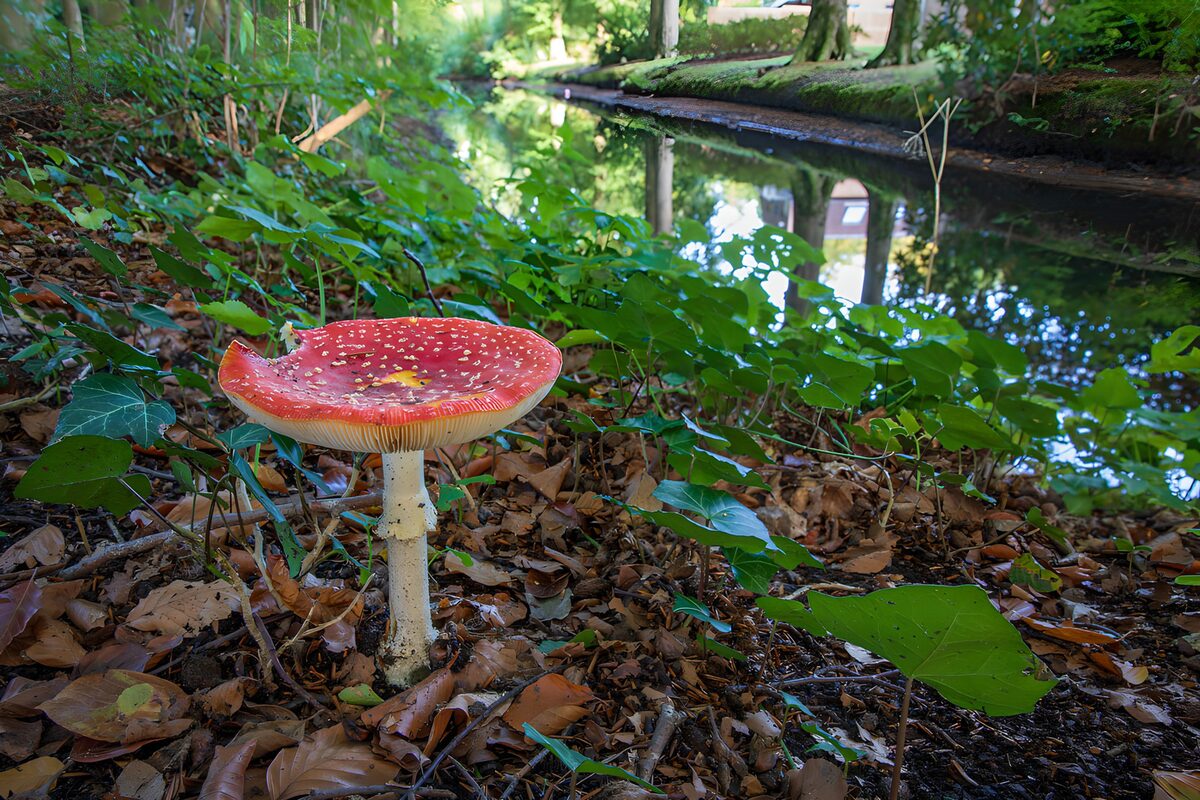 Fly agaric beside a woodland stream
