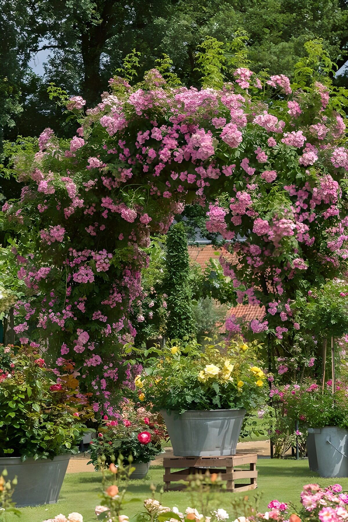 Pink rose arch in a sunlit garden