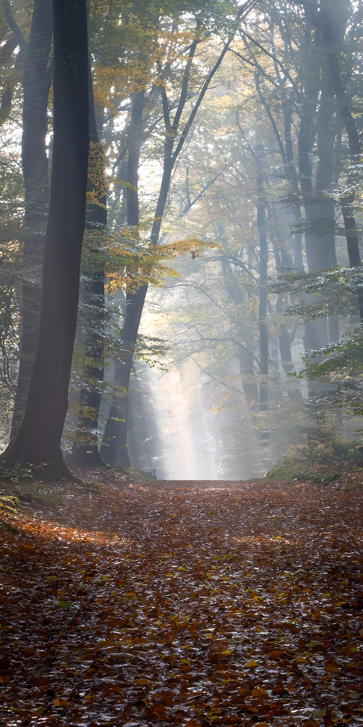Autumn woodland path in misty sunlight