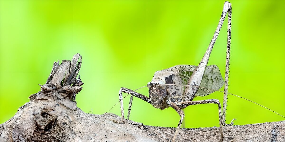 Katydid on weathered wood, keeping watch