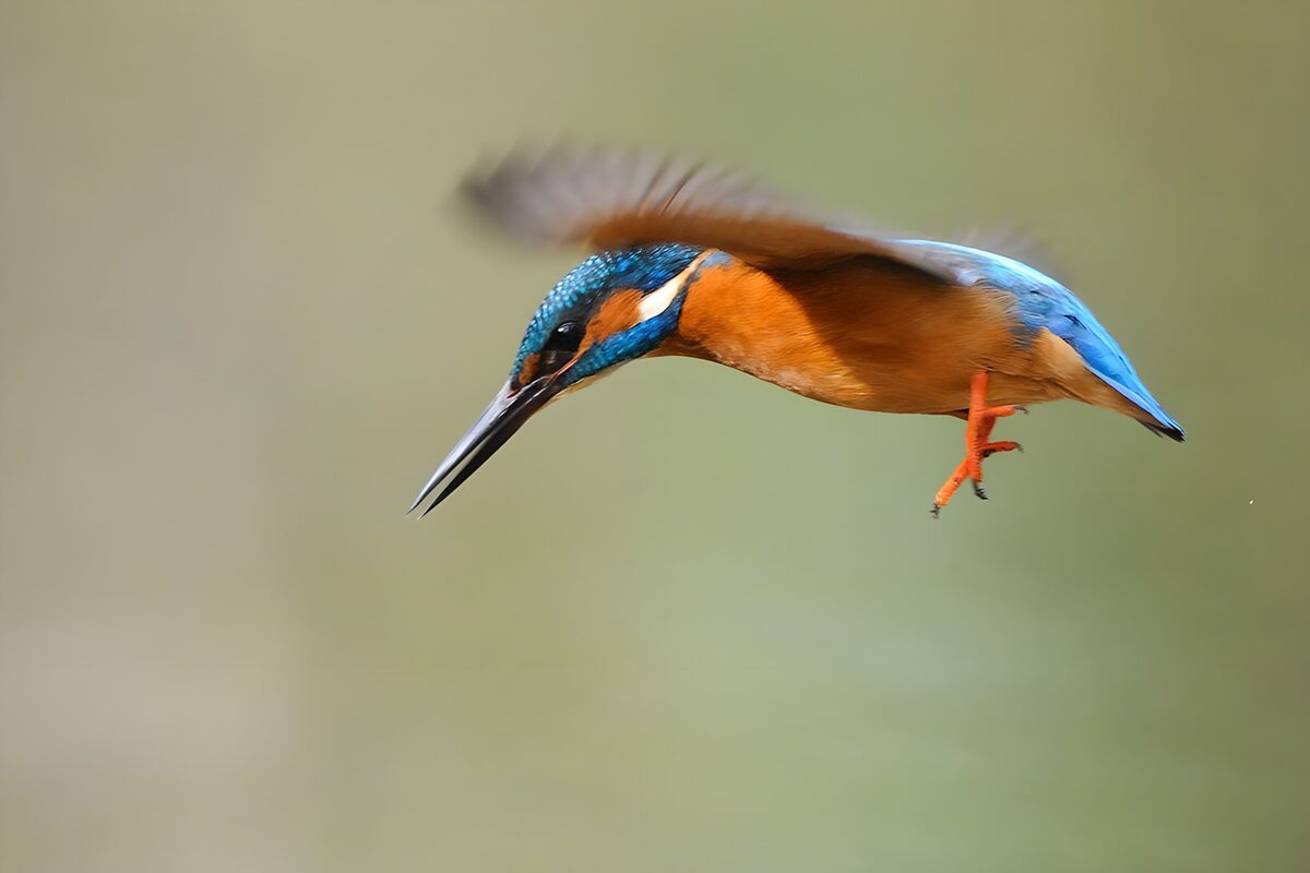 Kingfisher in flight, wings a blur