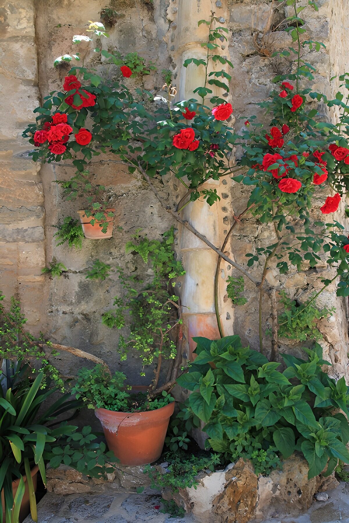 Red roses against a weathered stone wall