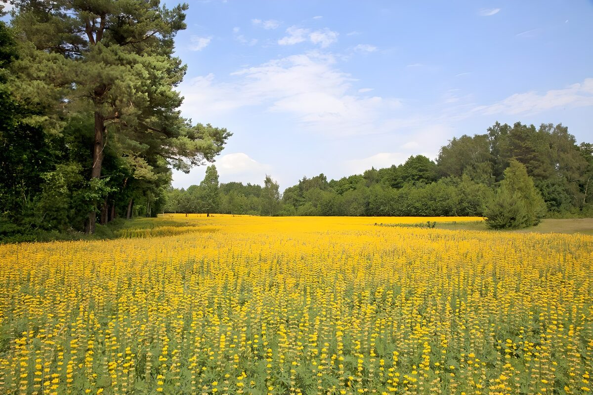 Yellow flower meadow in summer light