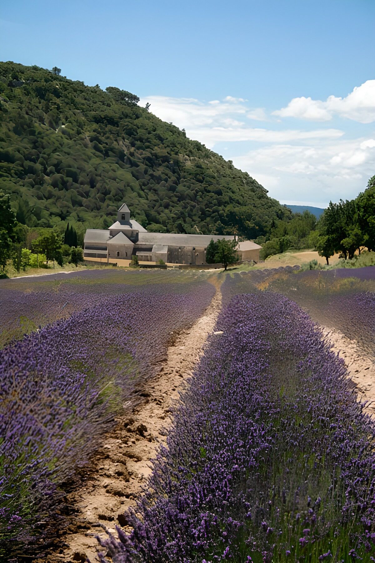 Sunlit lavender rows and a stone building