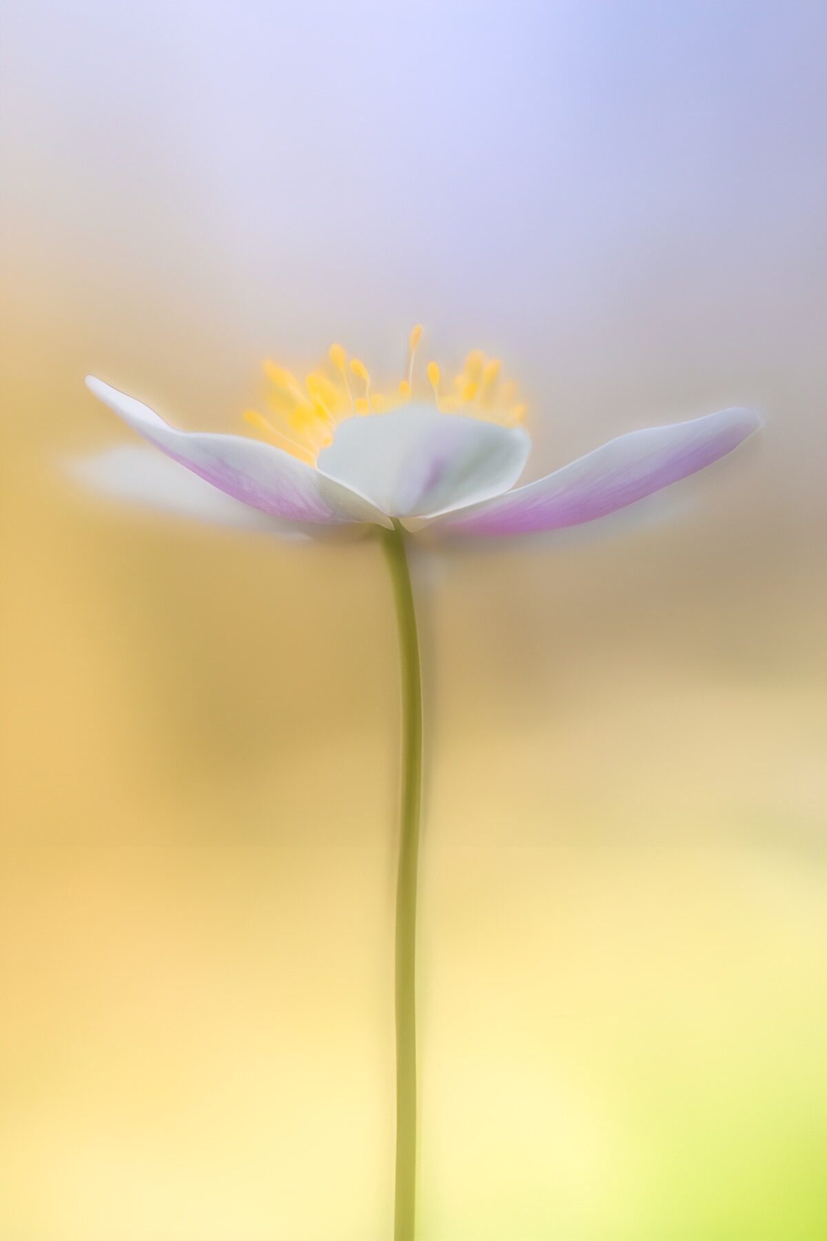 White anemone in soft pastel light