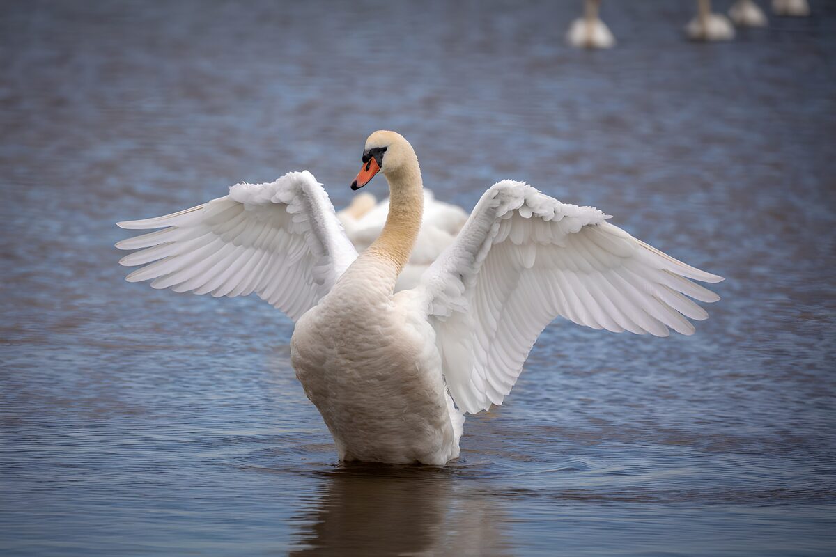 Mute swan with wings spread on calm water