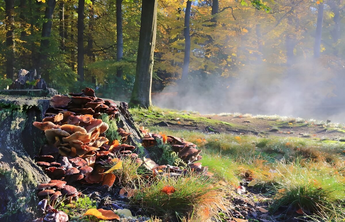 Mushrooms on a stump in autumn mist