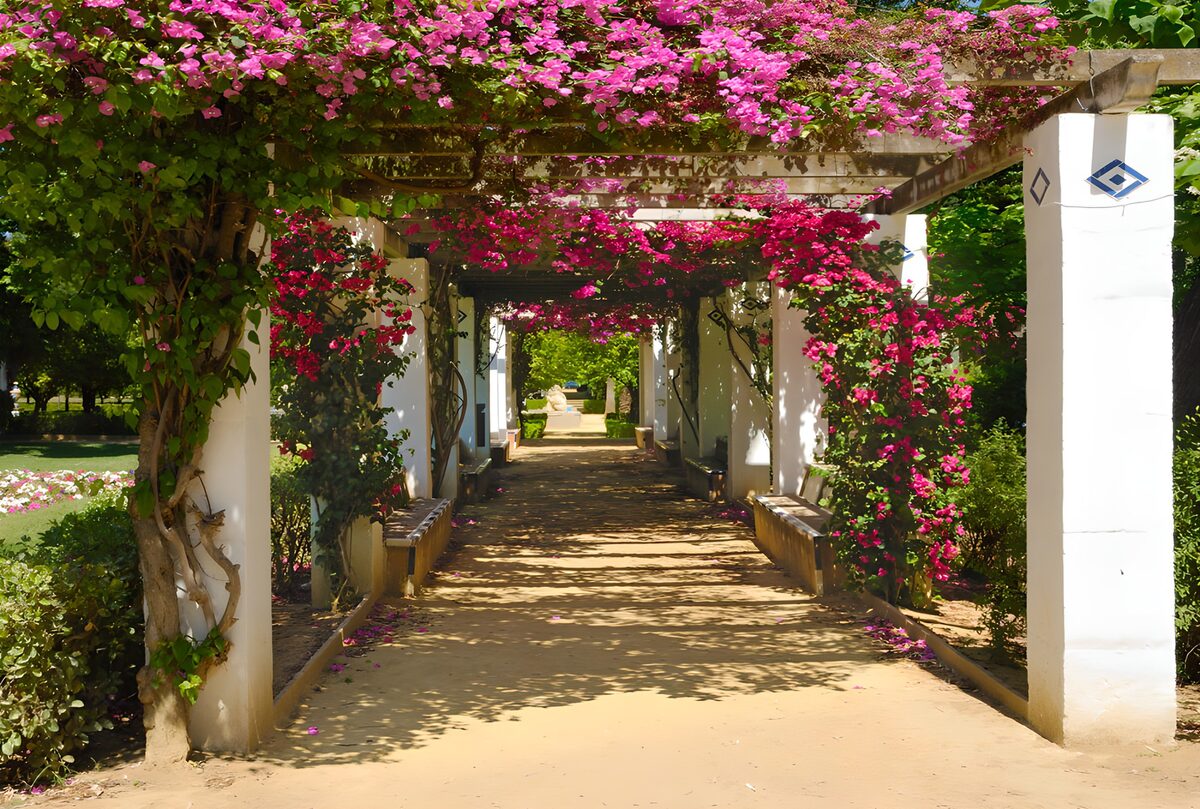 Sunlit path under pink bougainvillea