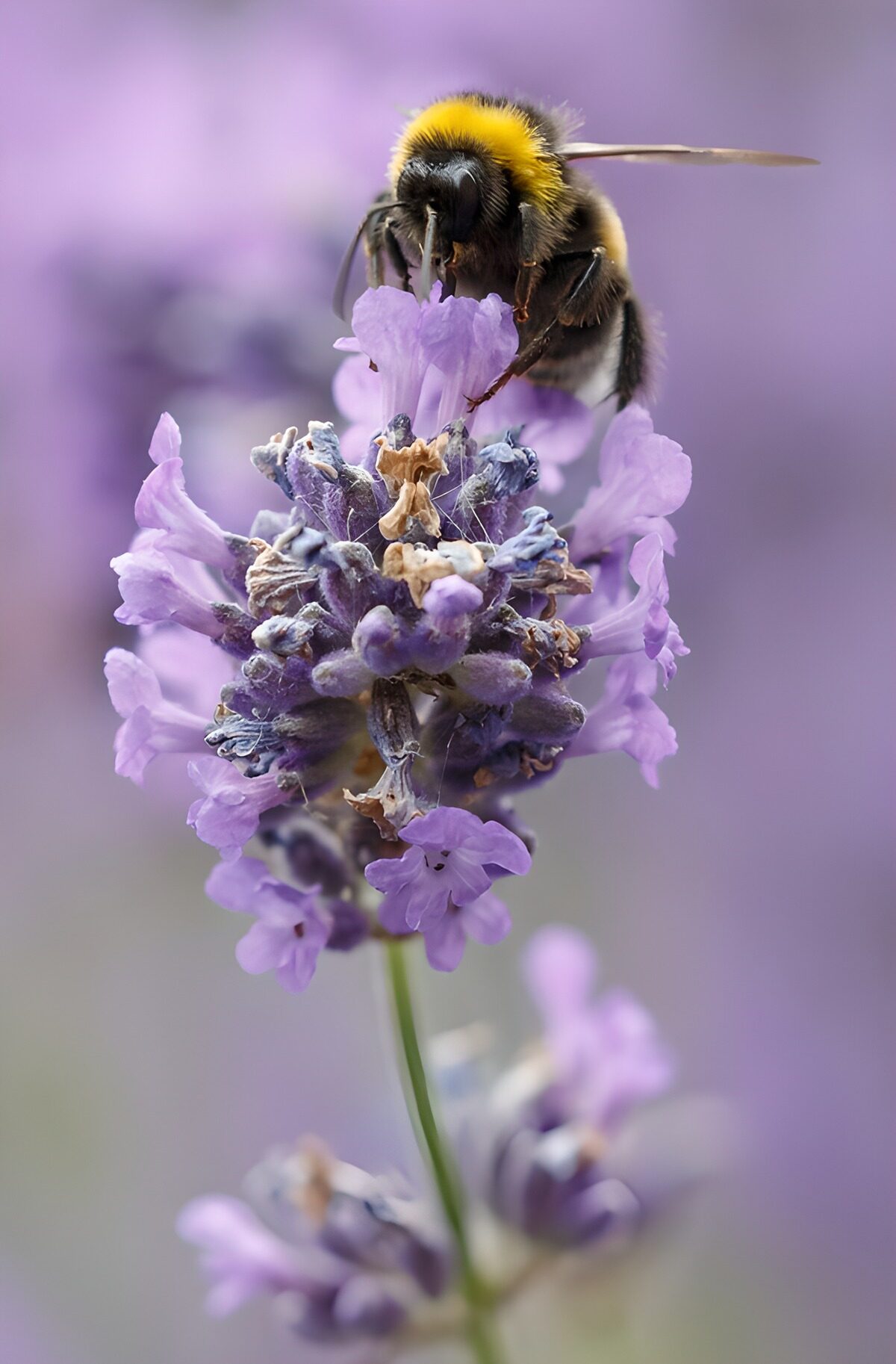 Lavender lullaby for a bumblebee