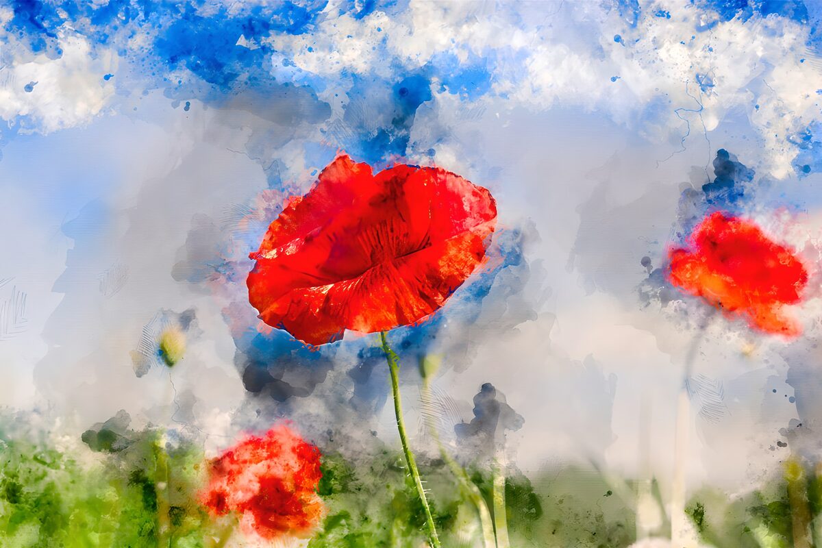 Red poppies in airy watercolour