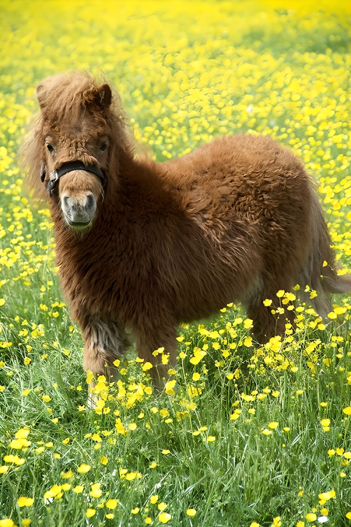 Shaggy brown pony among sunlit flowers