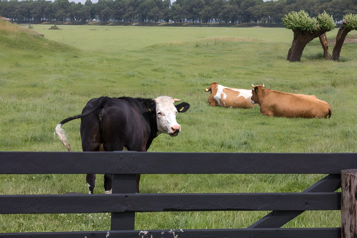 Three cows in a quiet, tree-lined pasture