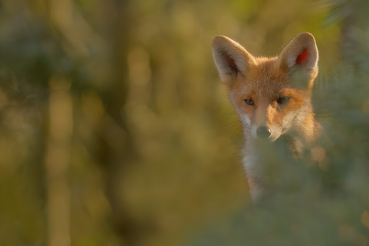 Red fox watching through foliage