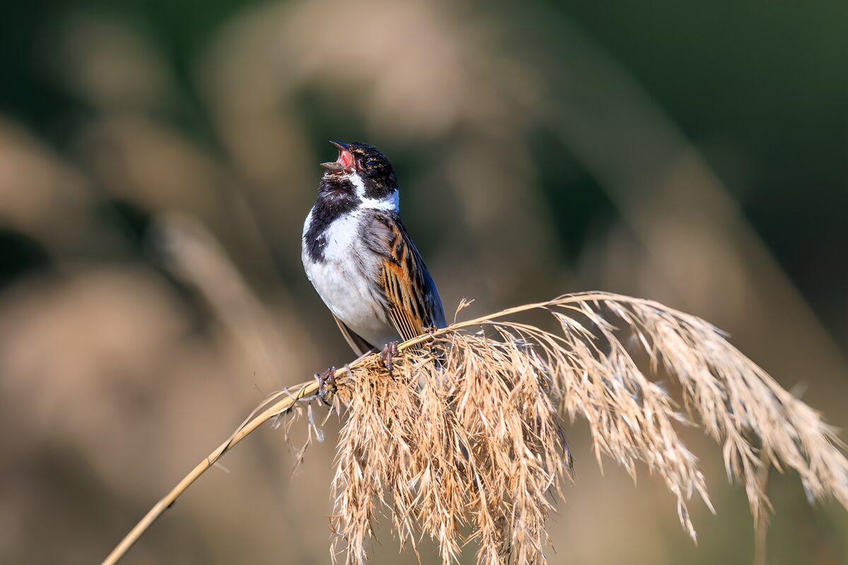 Reed bunting singing on a sunlit reed