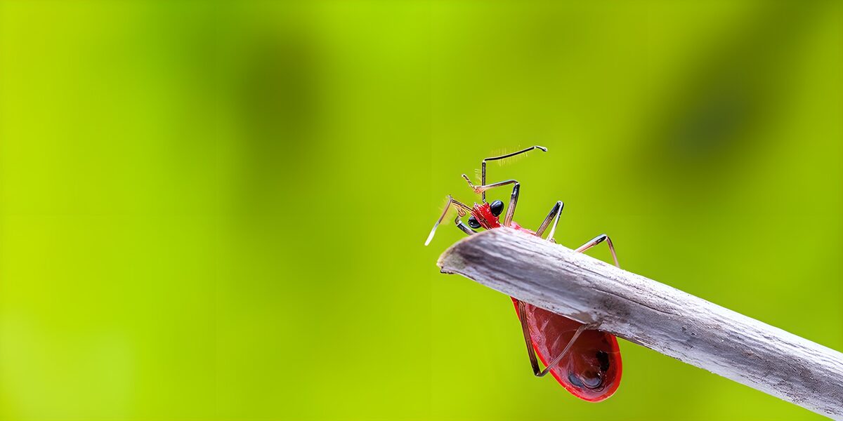 Red bug on a weathered twig