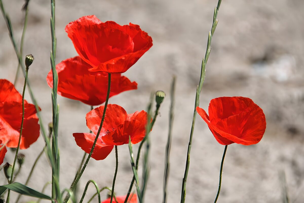 Sunlit red poppies among green stems