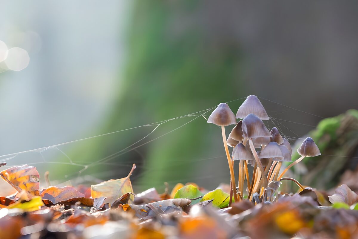 Small mushrooms among autumn leaves