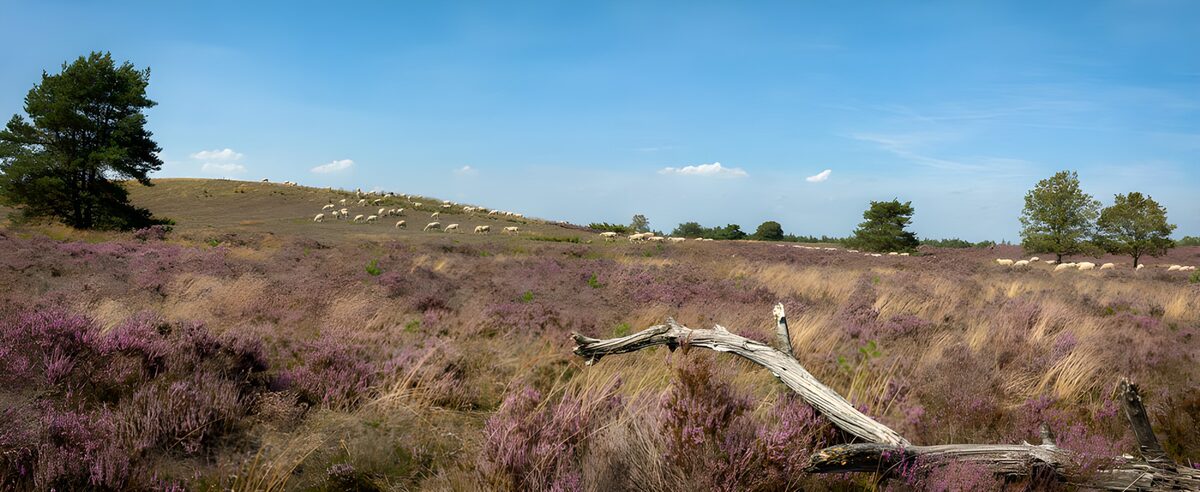 Sheep on a sunlit purple heath