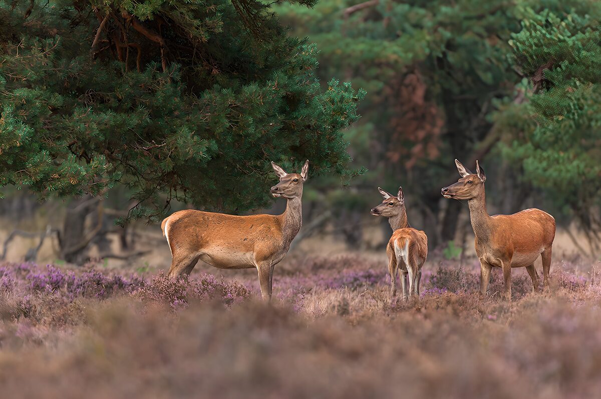 Three watchful red deer in purple heather