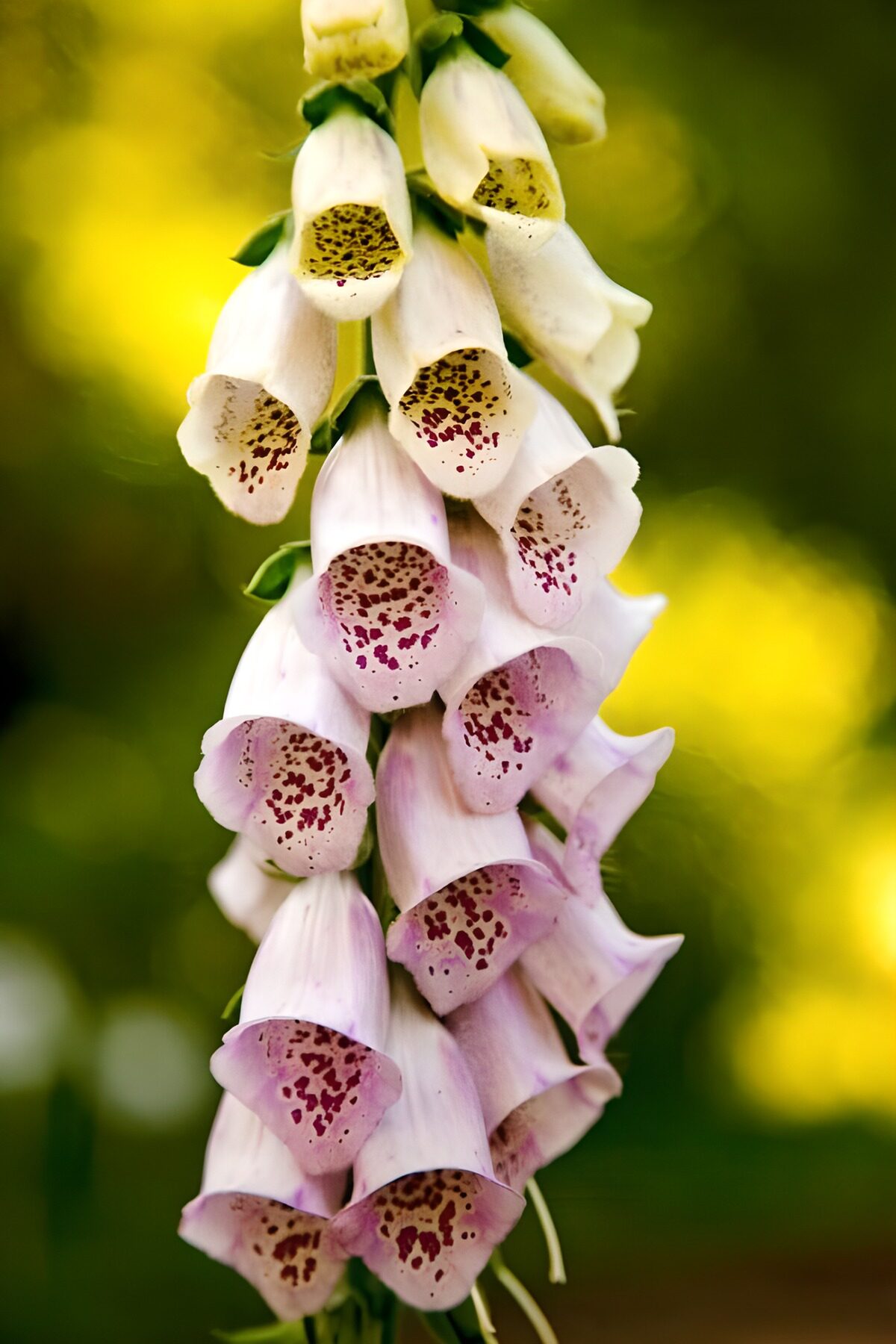 Pink and white foxglove in soft light