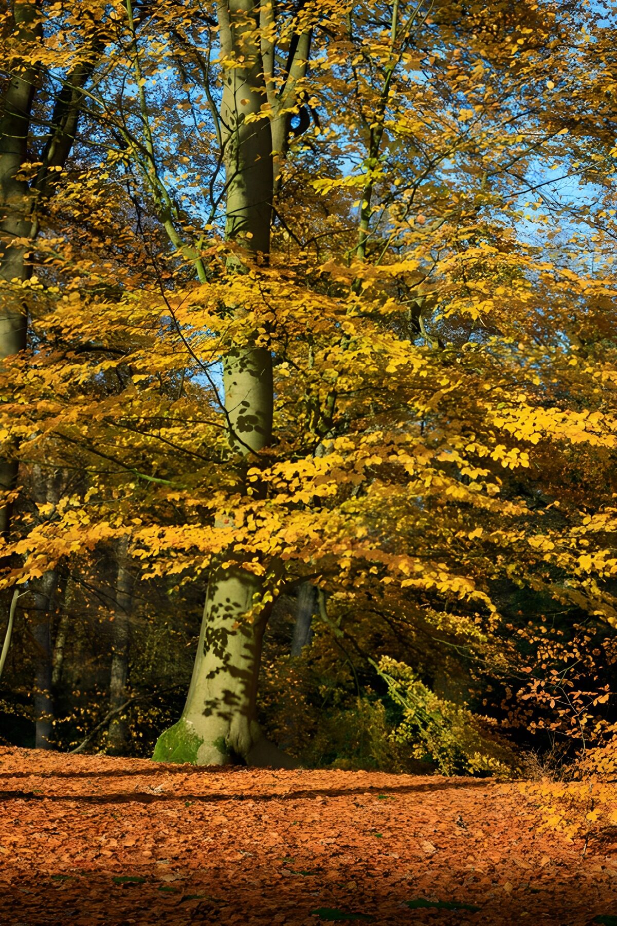 Sunlit beech in autumn woodland