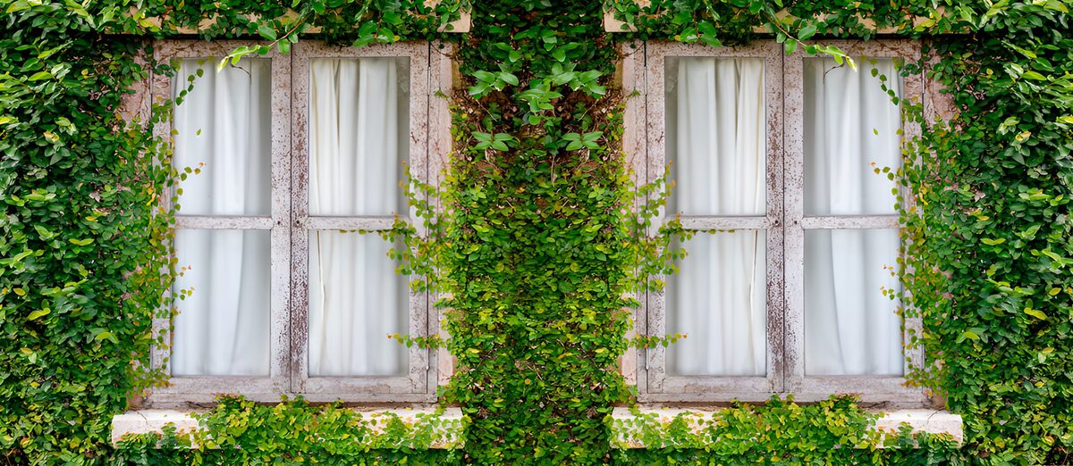 Two windows wrapped in climbing greenery