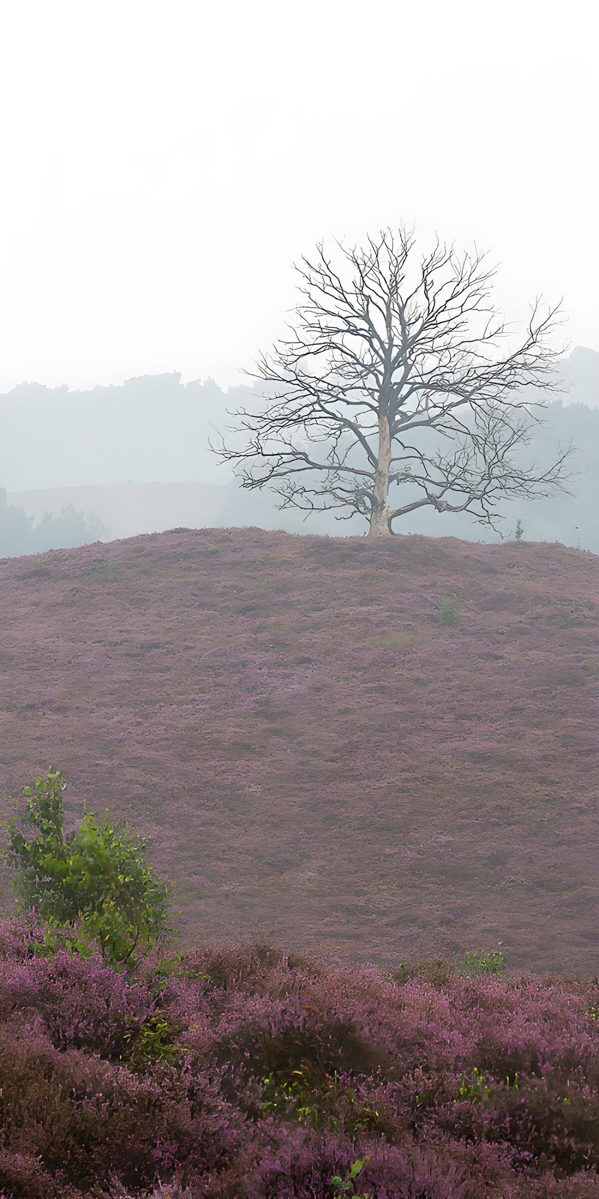 Lone bare tree above purple heather