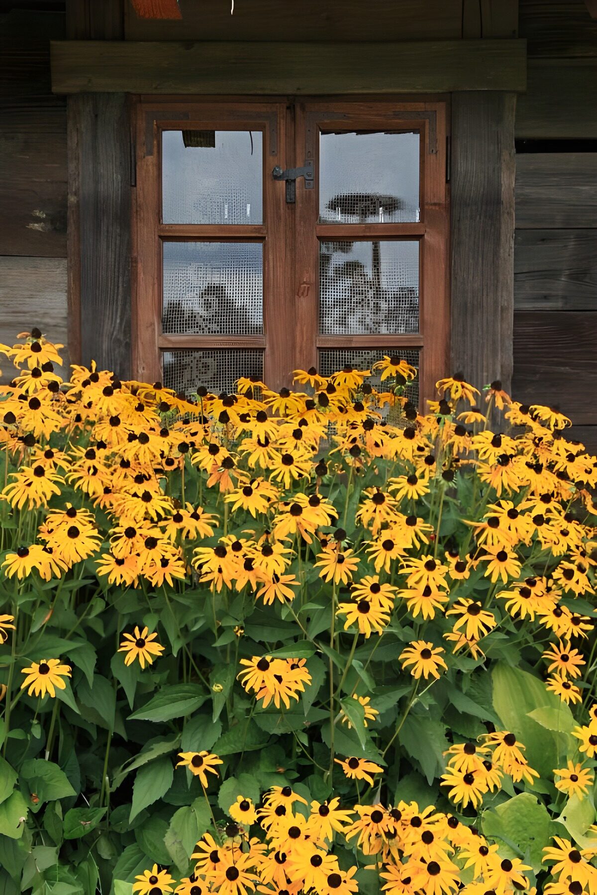 Yellow flowers by a rustic window