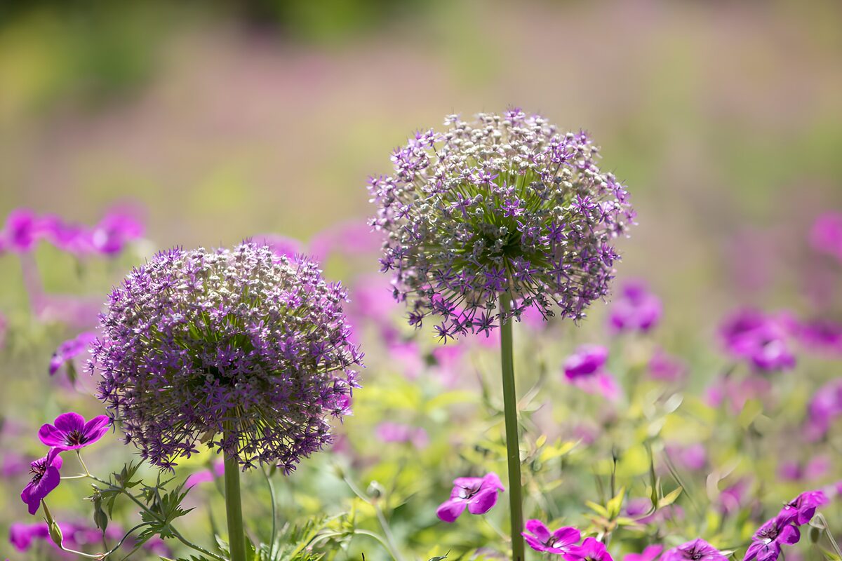 Two purple alliums in the sunshine