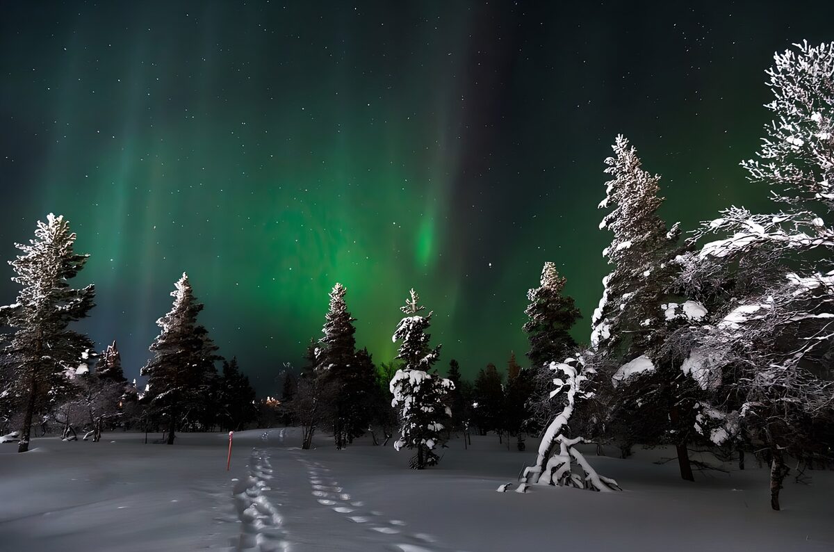 Northern lights over snow-covered conifers
