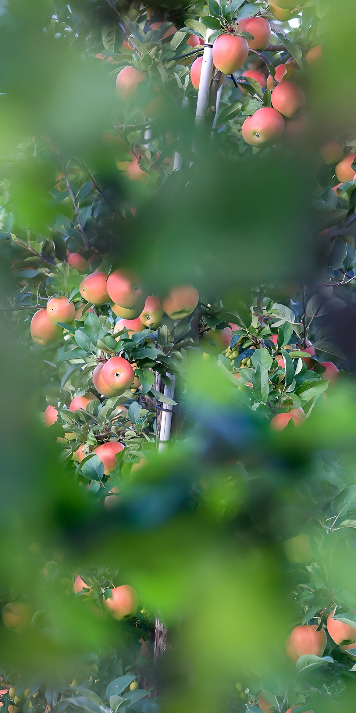 Apple tree laden with sunlit fruit