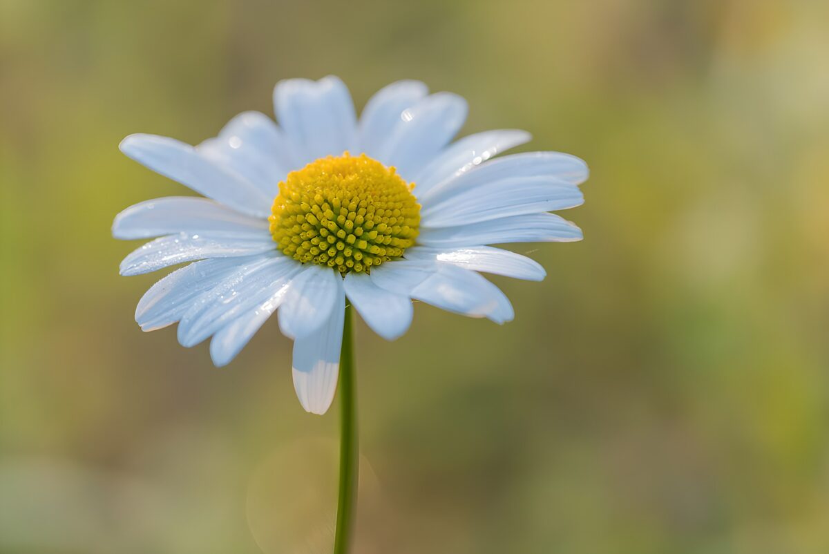 White daisy in soft daylight