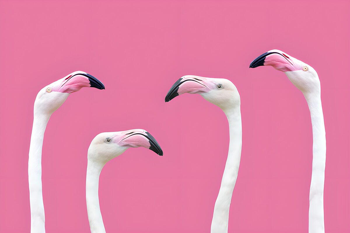 Four white flamingos on bold pink