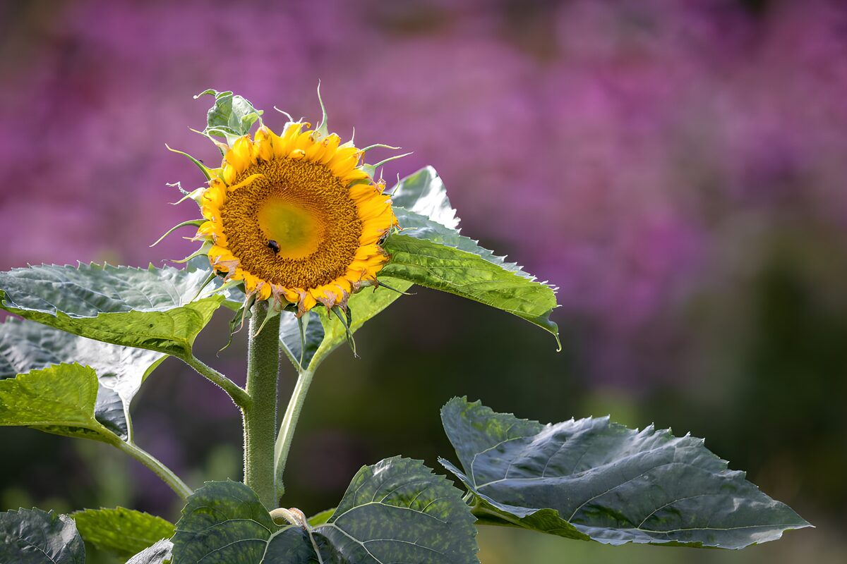 Sunflower and leaves in bright sunshine