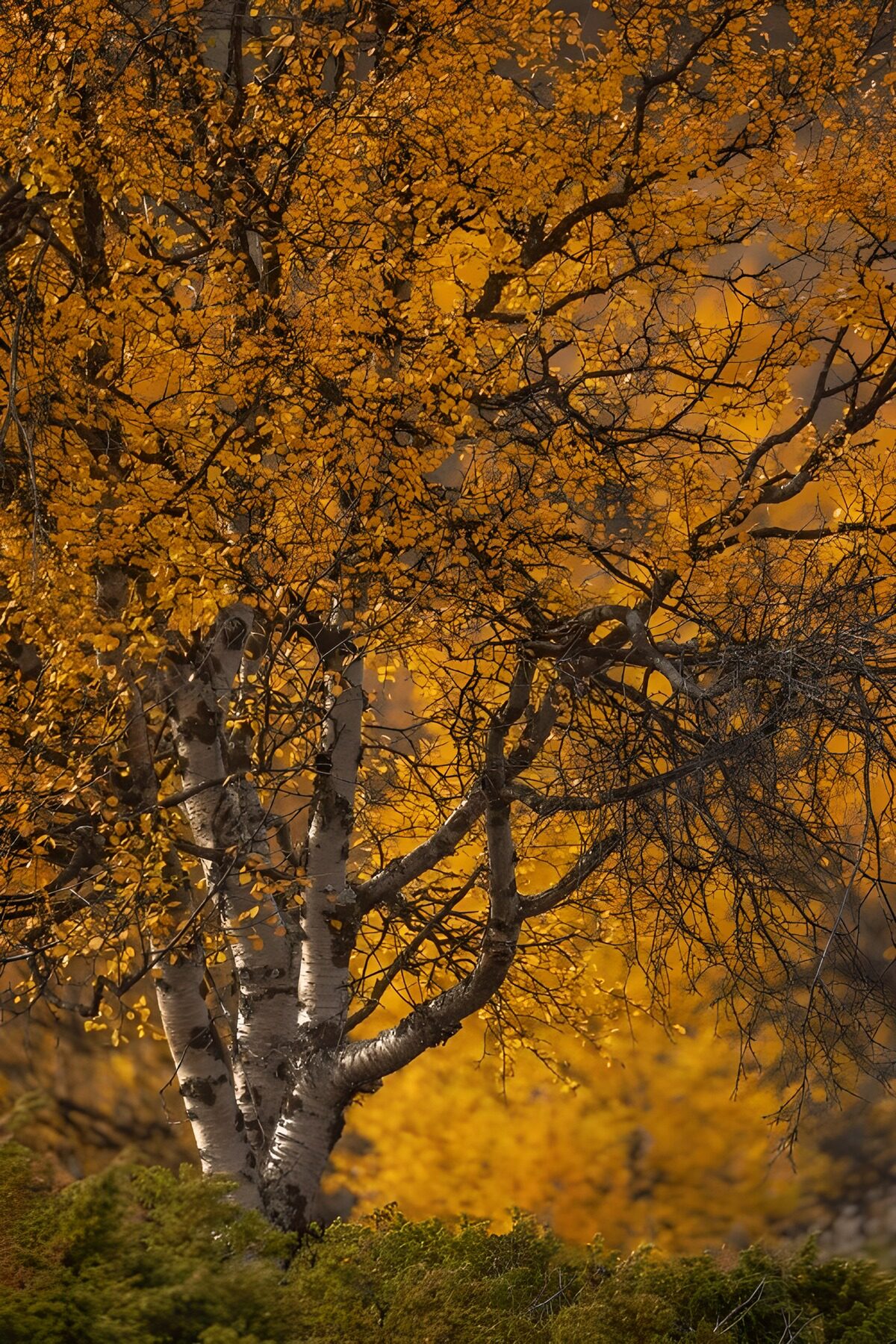 Autumn birches in golden leaf
