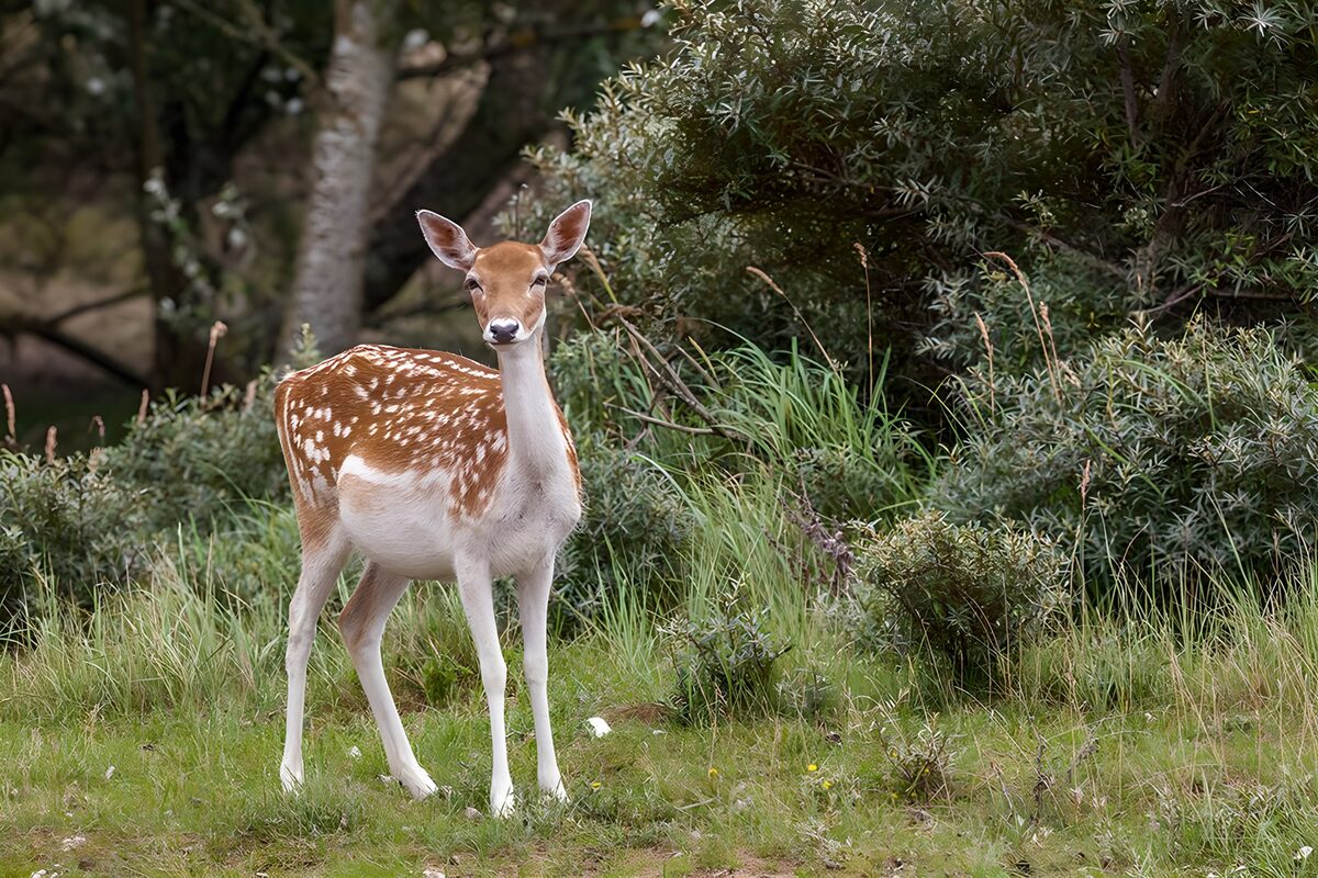 Spotted deer on quiet woodland watch