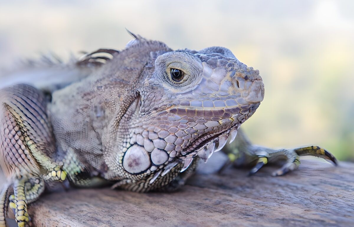 Iguana at rest on wood