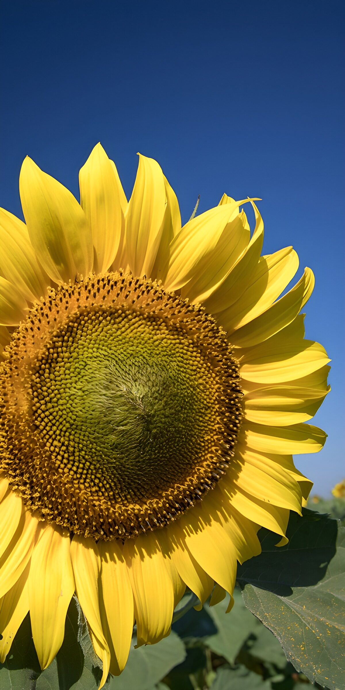 Sunflower against a deep blue sky