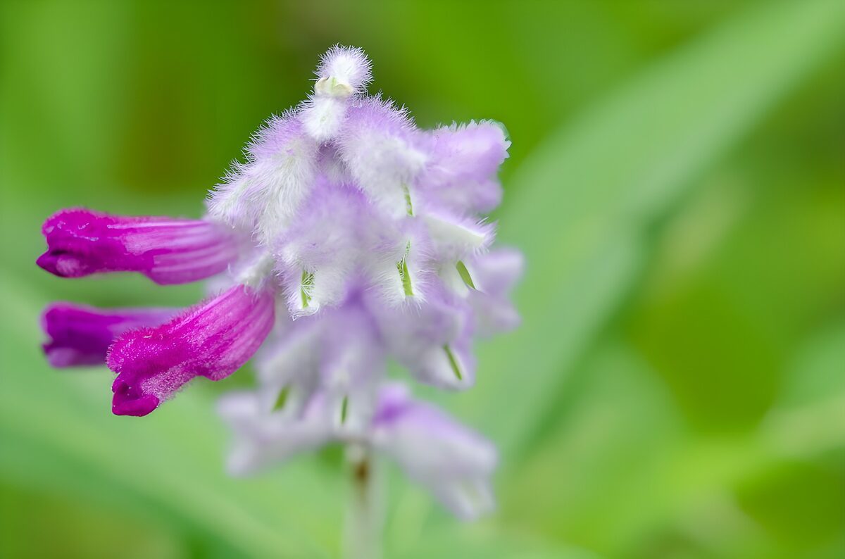 Purple flower spike in gentle light