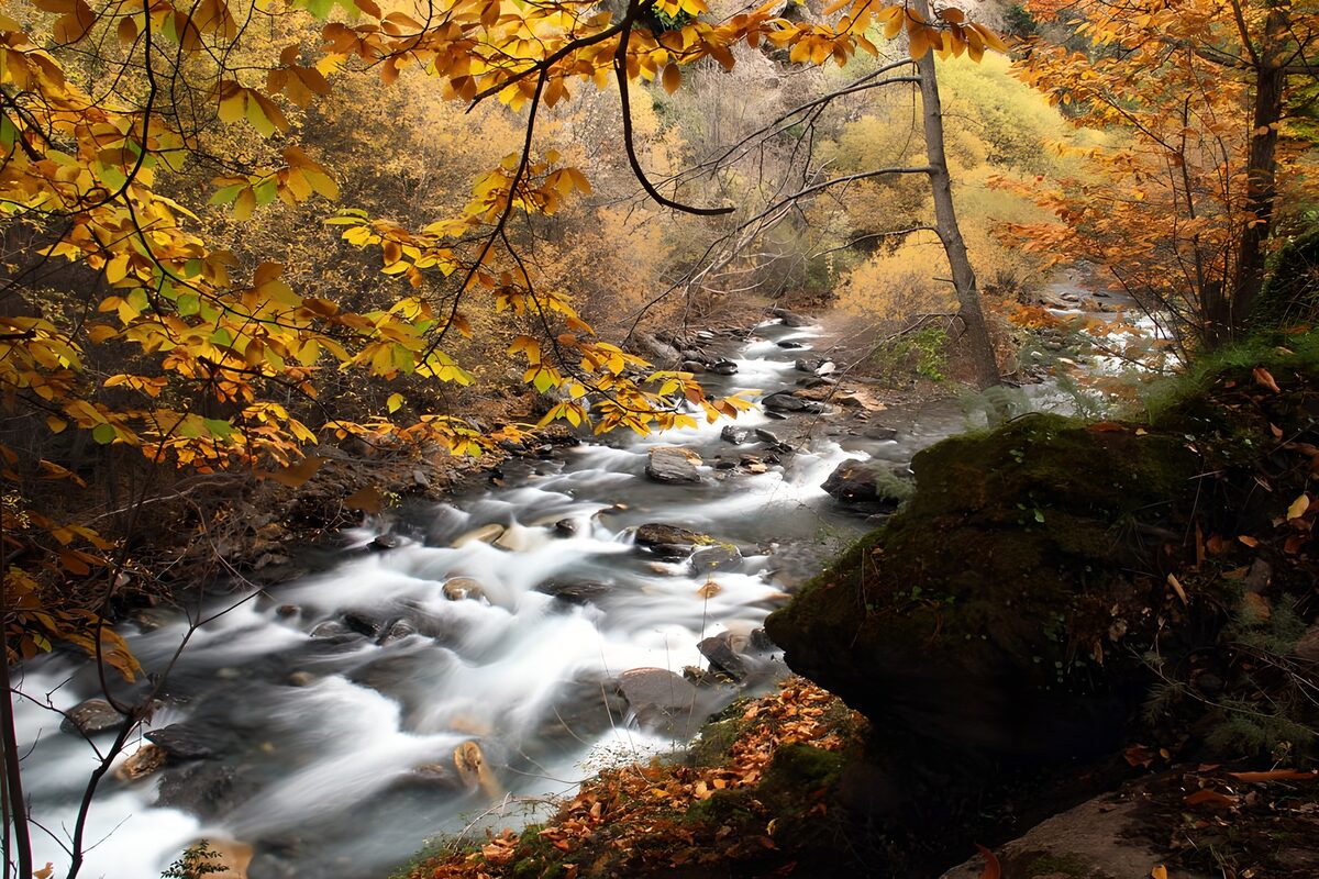 Rocky stream in quiet autumn woodland