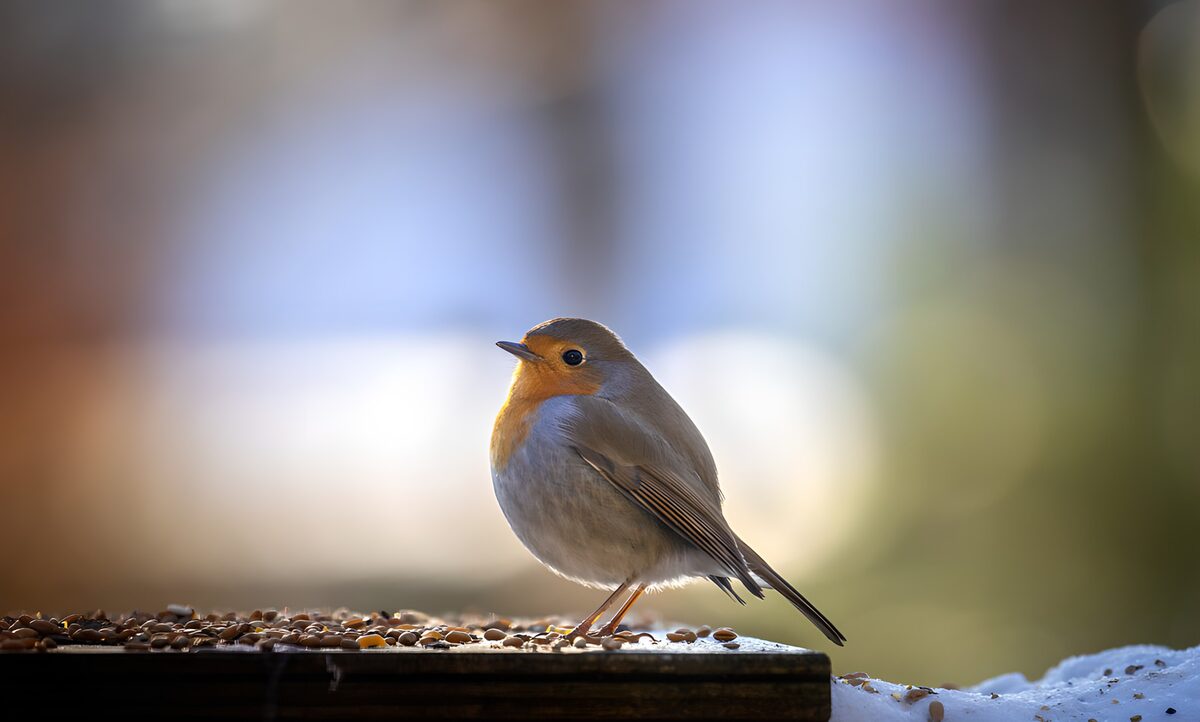 Robin on a wintry feeding platform