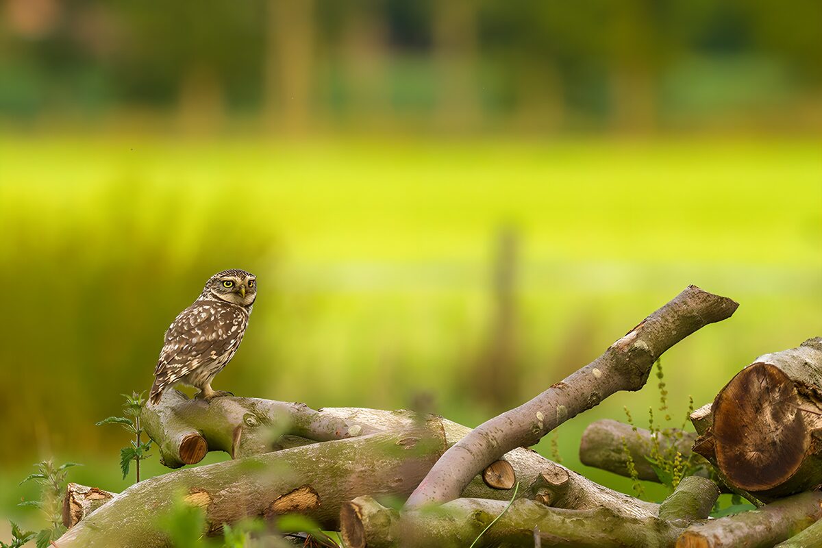 Watchful owl on a pile of logs