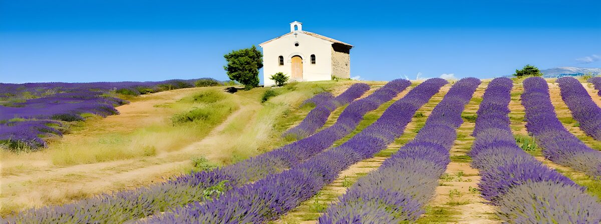 Sunlit chapel above the lavender rows