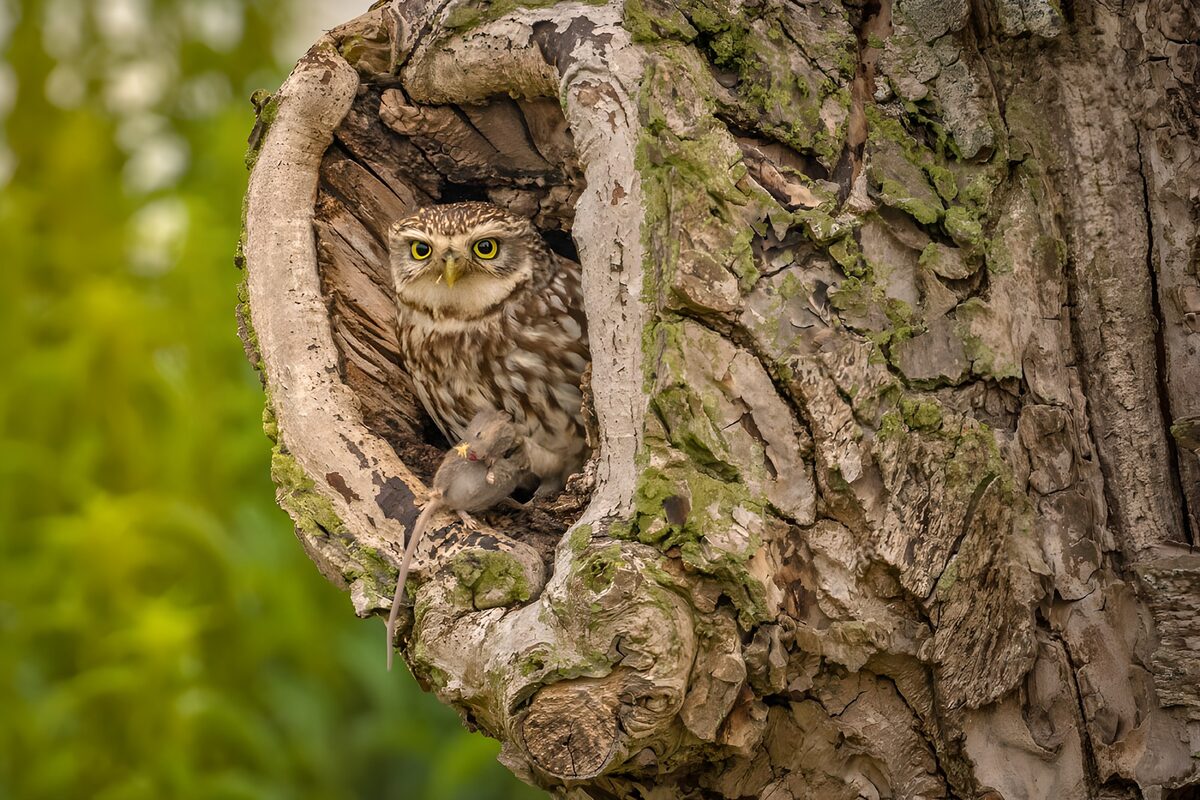 Little owl and mouse in a weathered hollow