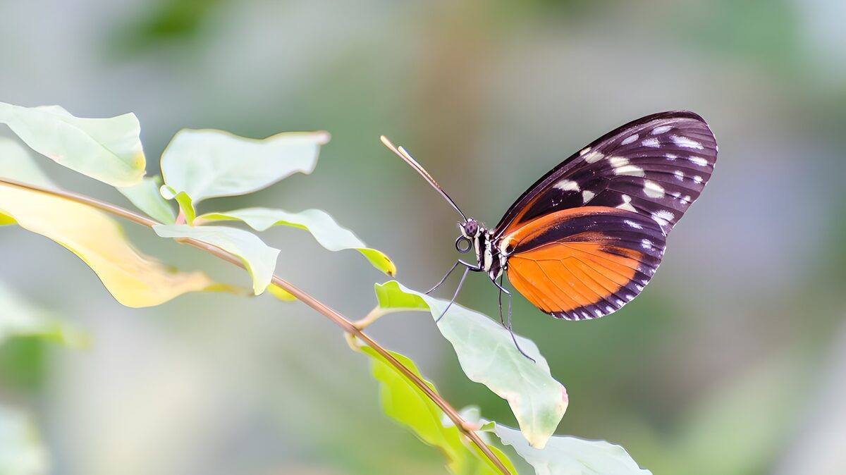 Orange butterfly in a hush of green