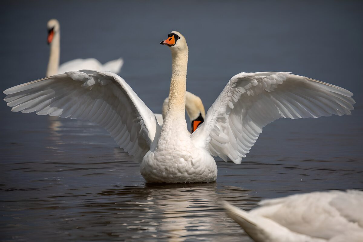 A swan’s white wings embrace the blue