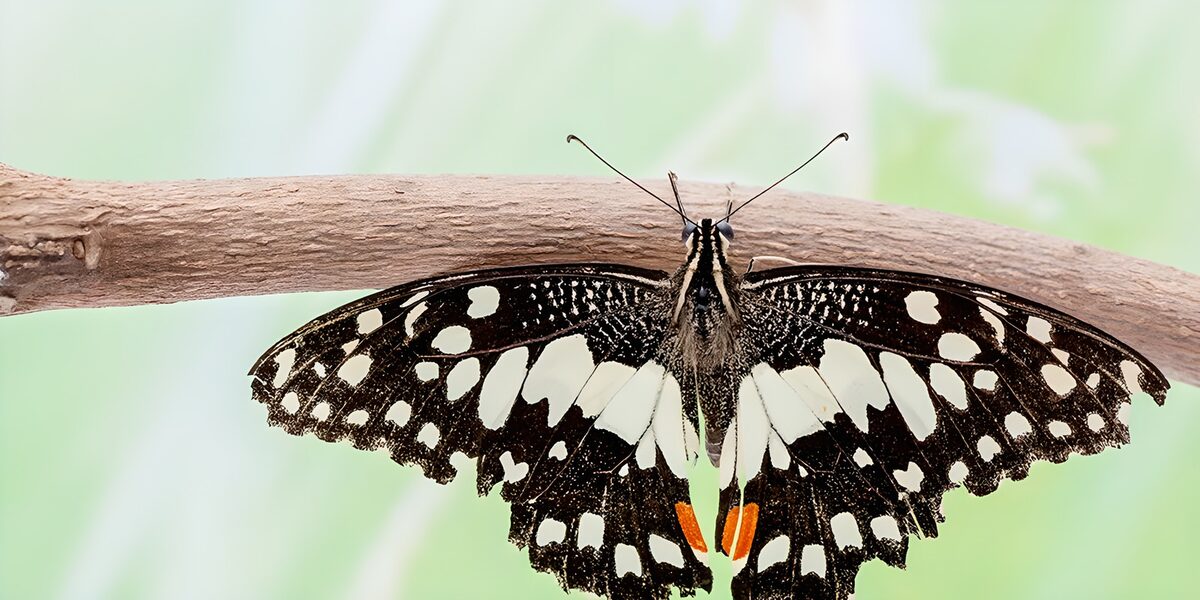 Black and cream butterfly at rest