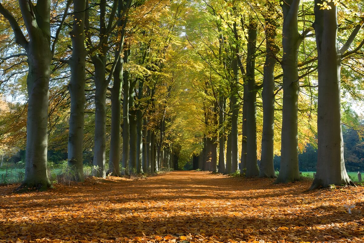 A golden canopy over the path