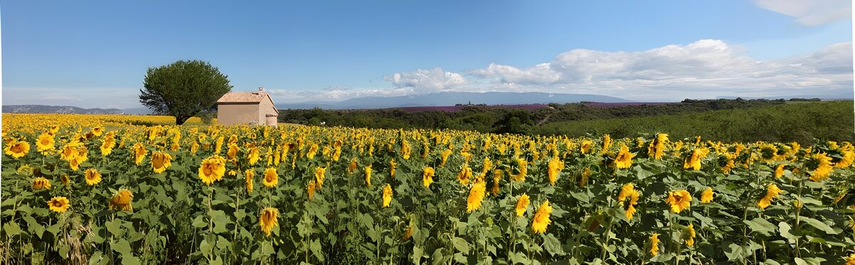 Sunflower field under a summer sky