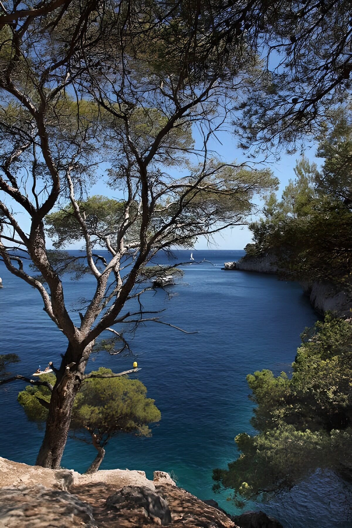 Turquoise cove beneath the pines